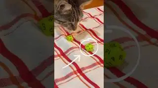 Dungeons & Cats #cat #catvideos #dnd