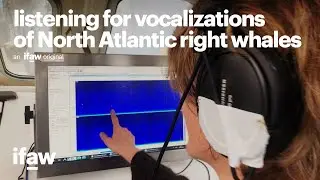 Researching North Atlantic right whales through bioacoustic surveying