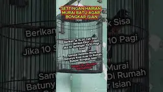SETTINGAN harian murai batu agar bongkar isian #muraibatu