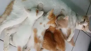 GAWAT #BELUM ADA NAMA ANAK KUCING LUCU #cat 