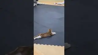 #pets #instapets #petsagram #petshop #petslovers #petstagram #petsofinstagram #cat #catlover #dog
