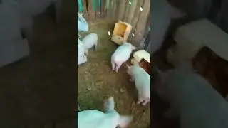 cerdos, cr&iacute;a de cerdos alimentaci&oacute;n 50/50, c&oacute;mo engordar cerdos.