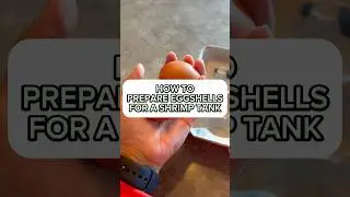 How to prepare eggshells for shrimps! (Easiest way to add calcium for shrimps) #shrimptank #aquarium
