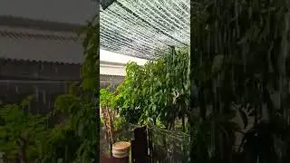 #nature #fresh #shorts #youtube #subscribe #like #viral #slowliving