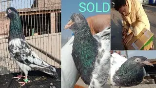 Birds Going To Sialkot👍Cargo Done☝️