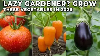 Лучшие овощи для выращивания в 2026 году по версии «Ленивого садовника» 🥕🥦