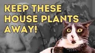 13 Common House Plants Poisonous to Dogs and Cats
