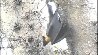 Fruit Bat hanging around