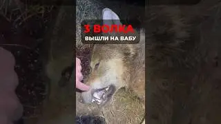 ТРИ ВОЛКА вышли НА ВАБУ. ДВА ТРОФЕЯ #shorts #CпектрОптик