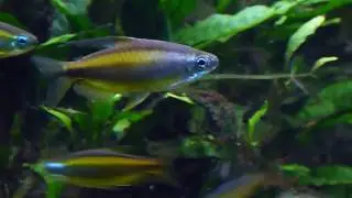 Phenacogrammus aurantiacus