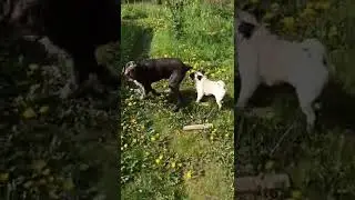 Рассинхронное троегулье