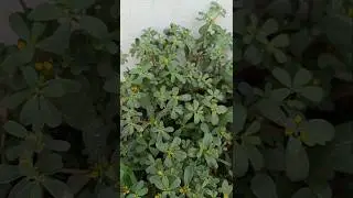 अमलोनी का साग | Purslane | Portulaca oleracea