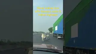 #nationalhighway #nh16 #strayanimals #safedrive #nhai