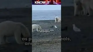 What Is Sea Ice?