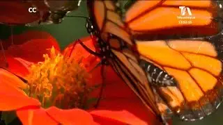Uno de los mariposarios m&aacute;s grandes de Antioquia abri&oacute; hoy sus puertas