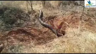 Biggest African Rock Python Ever Caught on Camera | African Rock Python