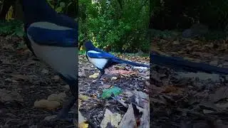 Healthy Handsome Magpie Pair With Big Eyes / Cemetery Wildlife 4K