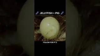tiktok | jellyfish + pig hybrid | @officialtiktokscience