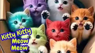Kitty Kitty Meow Meow 🐱 | Cute Kitten Song for Toddlers | Baby Nursery Rhymes