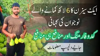 biggest Earning Formula| Kaddu Farming in Pakistan | ghia kadoo-Farming