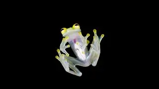La Rana de Cristal de Mashpi: Un Anfibio Transluciente en el Bosque Nublado de Quito, Ecuador