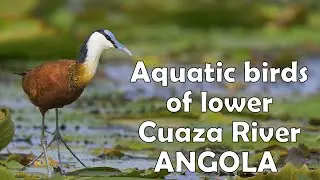 Aquatic Birds of lower Cuanza River, Angola / Aves aqu&aacute;ticas de Barra do Cuanza, Angola