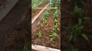 Мульчирование теплицы