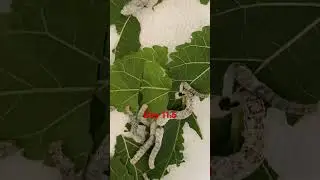 30 day challenge silkworms #silkworm #fypシ #fyp #insects