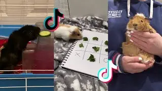 Cute Guinea Pigs - Tiktok Compilation #31