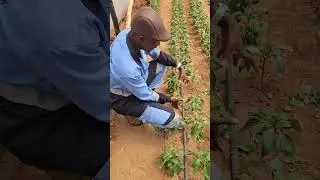 Pruning coloured peppers is a must