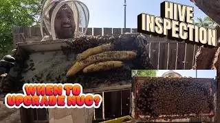 Learning Beekeeping EP11- Hive Inspections. When to upgrade Nuc to a big box?