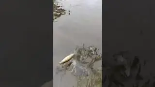 fishing a Chubby Chernobyl dry fly pattern