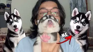 a Day With My Dogs 🚨| Husky puppy | Rottweiler | Cat | Review reloaded