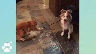 Cat Walks Dog? | Doggo Friday