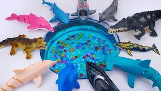 🦈toy asmr🦈 ZURU Robo Alive Huge Shark Compilation ASMR 🐠 Satisfying Unboxing Toys (No Talking)