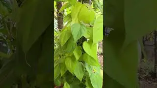 Philodendron neon / lemon lime