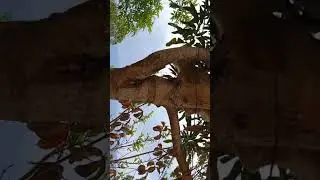 the cat went up the tree video#cat #catfancy #cutecat #nicecat
