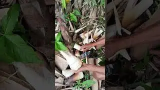 Adobong Labong - From from newly grown bamboo culms to the table. 