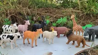 💦🐘 Mud Friends! Animals Get Muddy, Clean Up & Learn  Educational Video for Kids