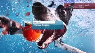 Underwater Dogs Fleet Dynamic Theme
