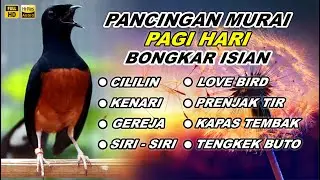 Pancingan Murai Batu Bongkar Isian Tembakan Panjang Murai Apapun Pasti Nyaut Jadi Gacor