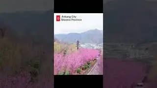 Shaanxi's mountain tea fields: A refreshing sight