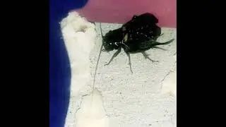 Field cricket sound 🦗 | Chirping #asmr #cricketsound #chirping #satisfying #insects #shorts