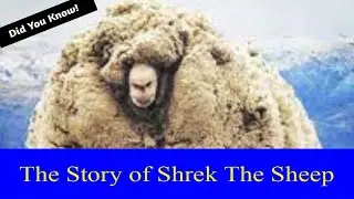 The Story of Shrek the Sheep 🐑 | Merino sheep in New Zealand