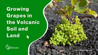 Growing Grapes in the Volcanic Soil and Land