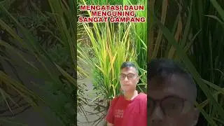 CARA MENGATASI DAUN MENGUNING PADA PADI #shorts