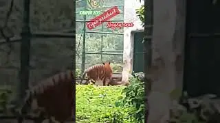 🐅tiger|tiger roar🐯|🦏kanpur zoo|tiger roar sound|must watch|animal lovers |kanpur lovers