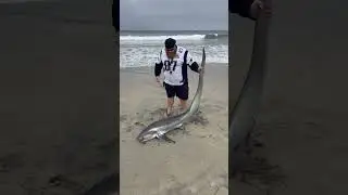Catch & Release: Land-Based Thresher Shark