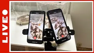 LIVE RUSH 100K &eacute;pisode 8 : je test les doubles lives sur les Pheidole ! [24/09/2024]