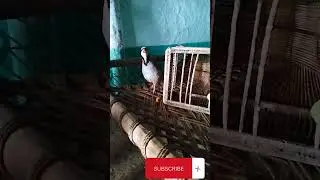 chakor partridge voice #dasi #partridge #bird #birdhunting /Dasi chakor